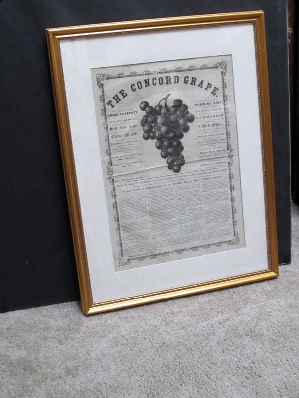 1859 Concord Grape Broadside