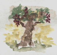 watercolor of grapevine